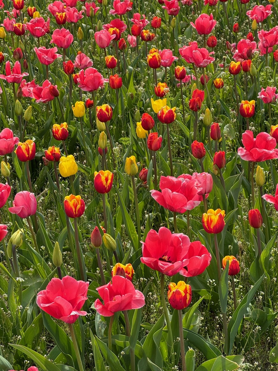 Tulip Time 2024.jpg