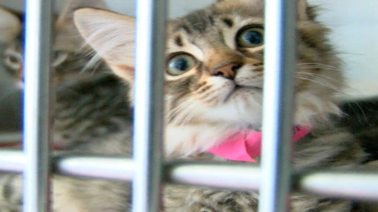 Thirty Seven Tampa Bay Area Shelters Participating In Pet Adoption