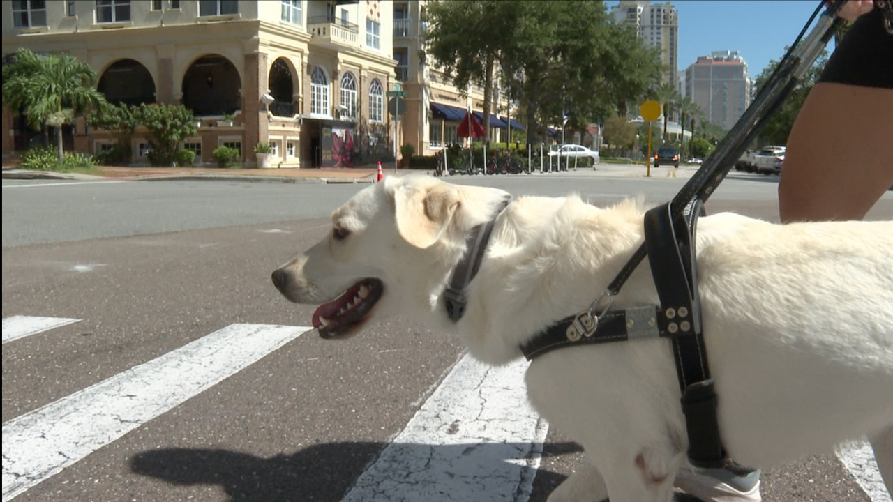 Southeastern Guide Dogs 1 WFTS SARAH.png