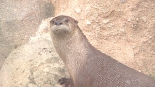 otter exhibit 3.jpg