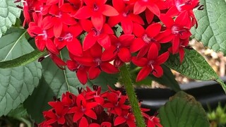 Festival des Fleurs de Louisiane returns this Saturday, April 11, 2026