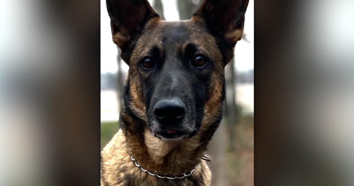 Grand Rapids police release update on K9 injured in crash with speeding vehicle - Vimarsana News