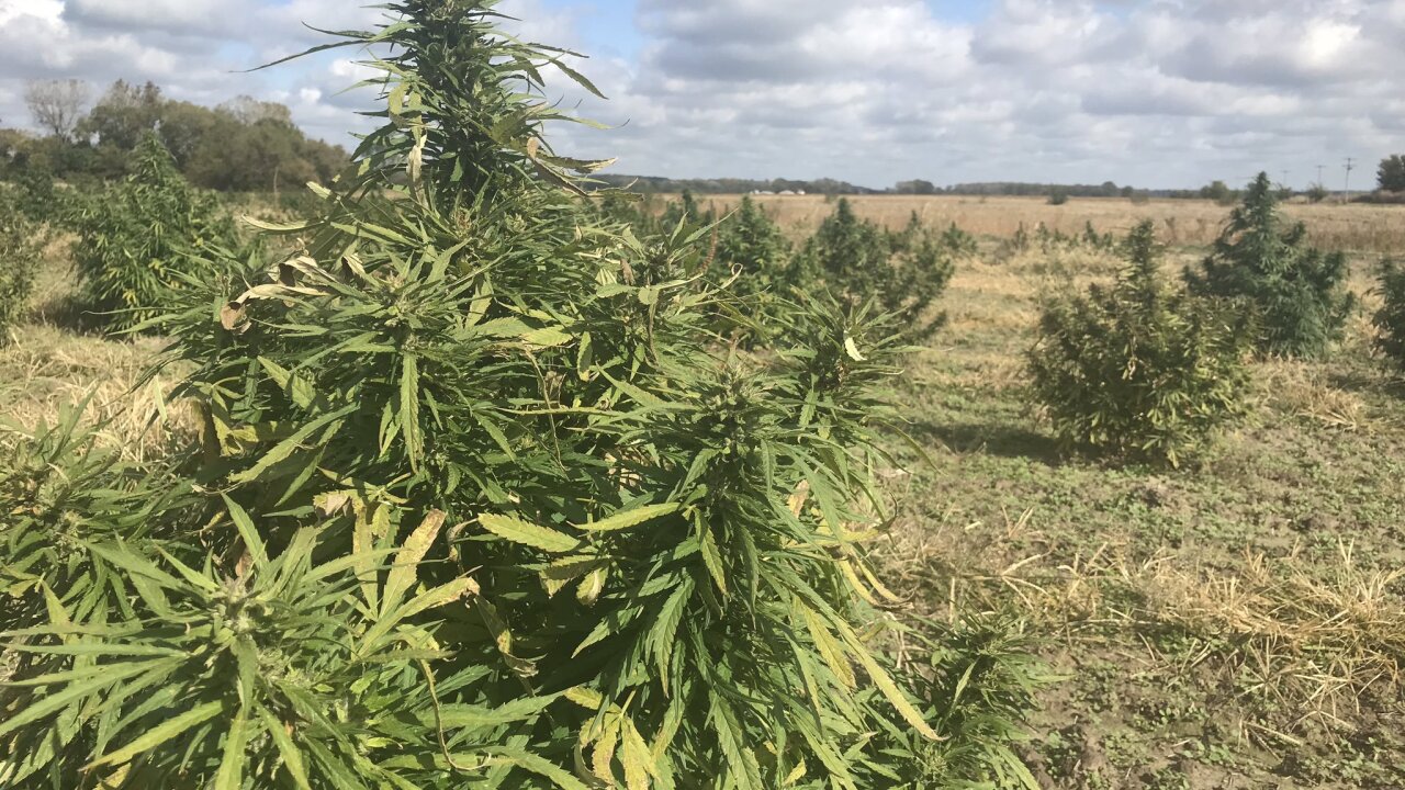Hemp harvest begins in Kansas, farmers hope crop boosts bottom line