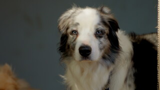 Aussie Dog