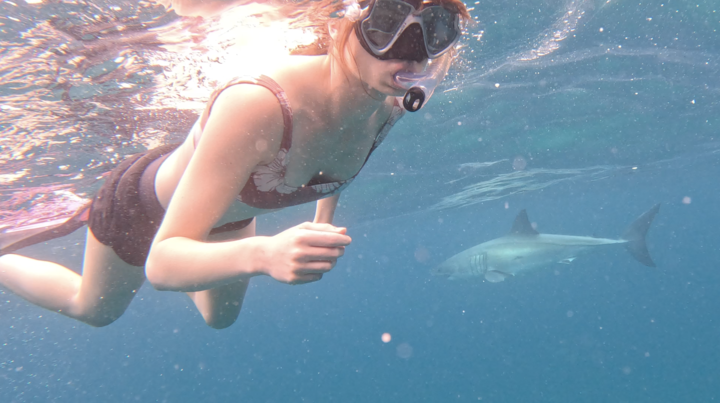 Swimming with Great White Sharks