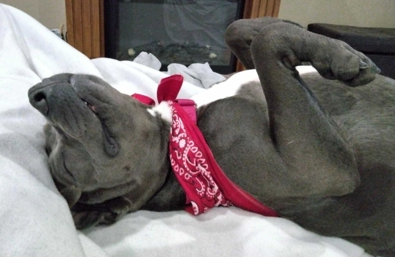 pet adoption Martin 2.png