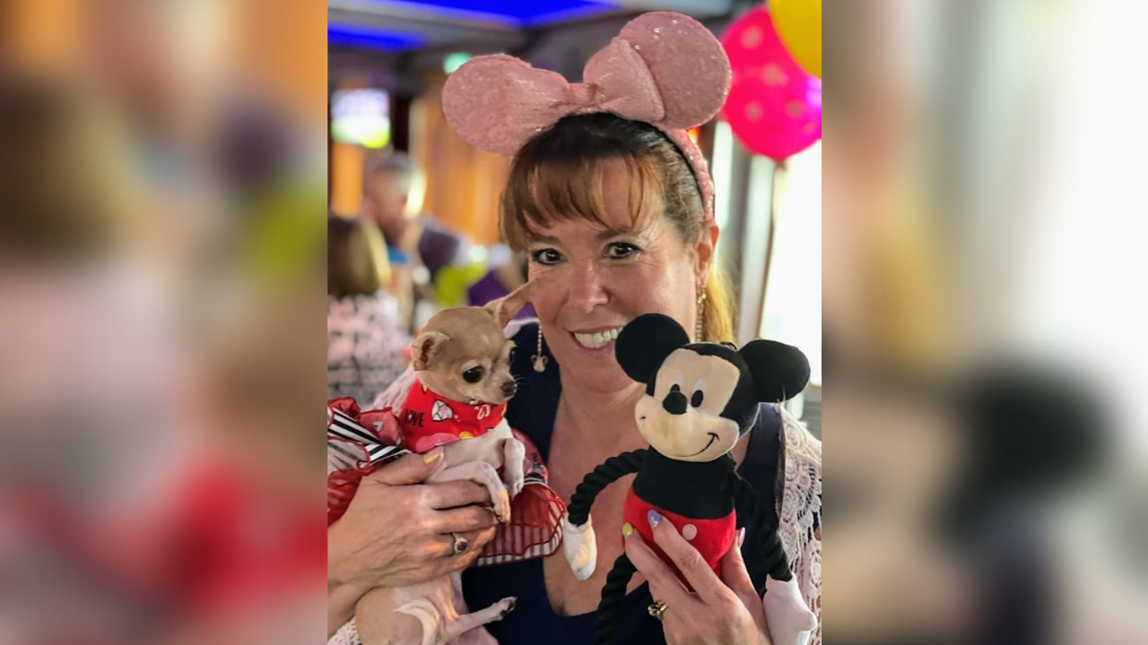 Chihuahuas of the Tampa Bay area3.png