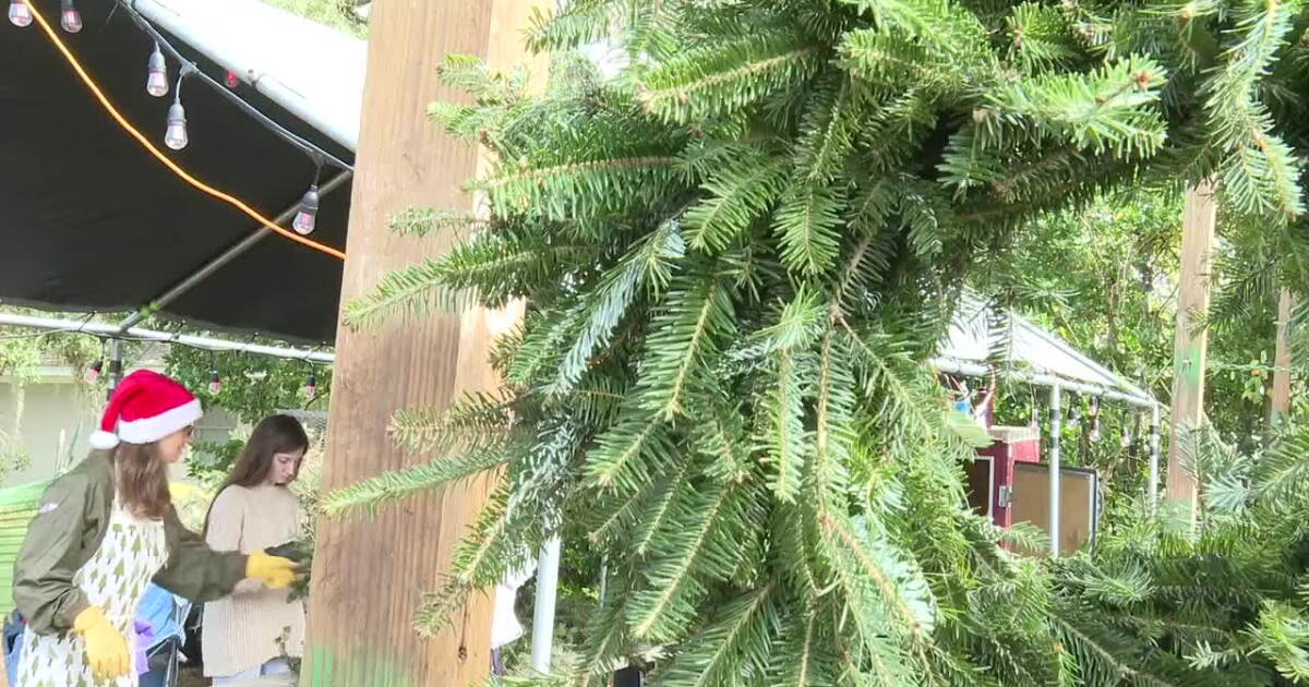 Smelling Christmas in the air: how youth are getting trees into neighbor's homes - Vimarsana News