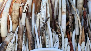 A pile of ivory confiscated by the U.S. Fish and Wildlife Service.