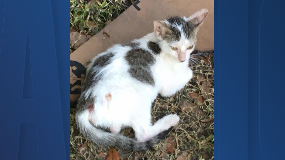 kitten-shot-in-tampa-1.png