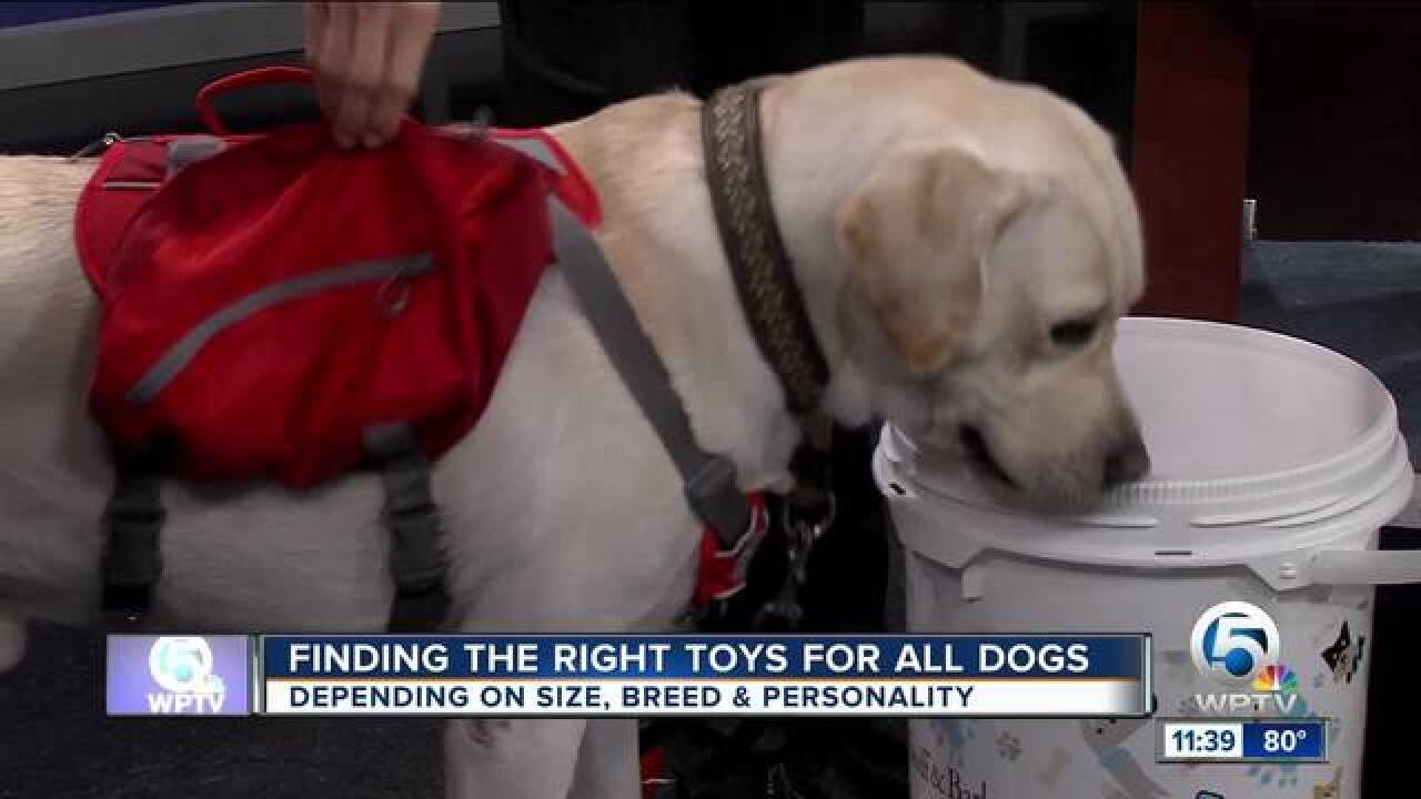 Find the right gift for your dog