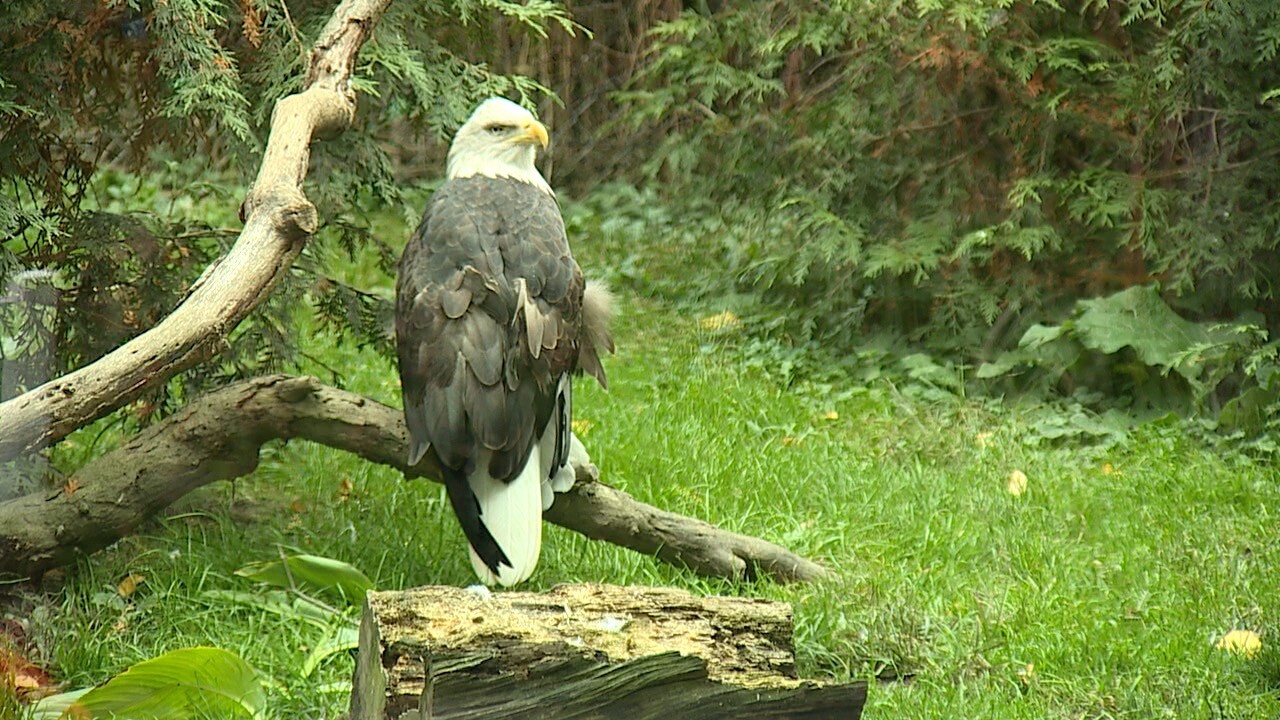 akron zoo levy 1.jpg