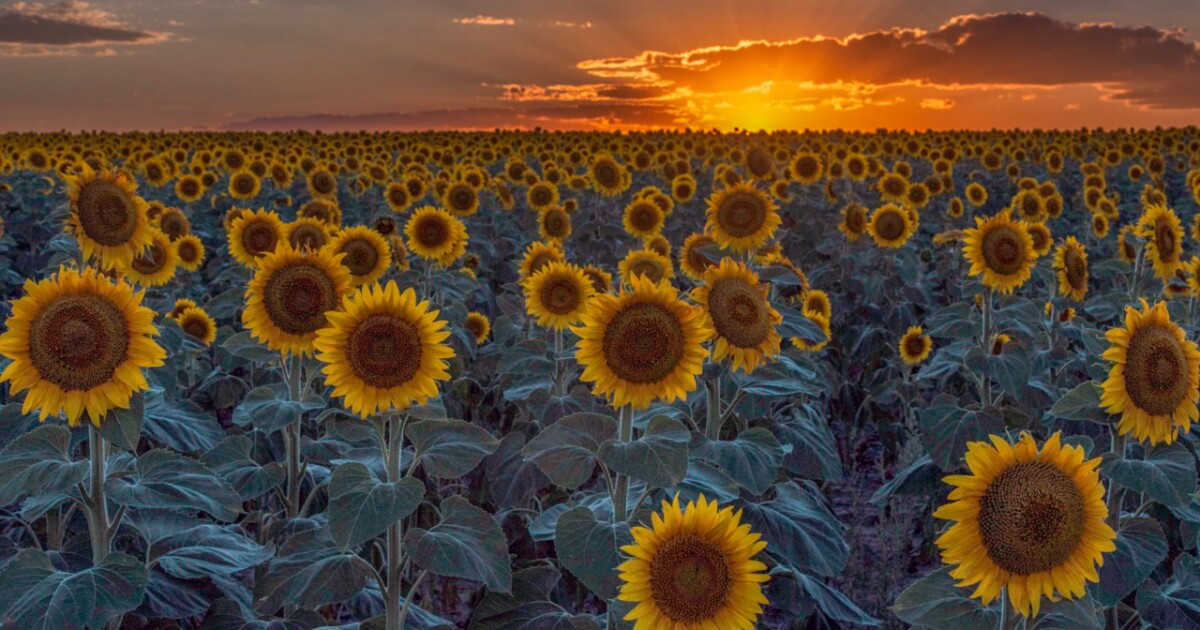 How's the Weather in Charleston in August? | What to Wear? Weather south carolina august