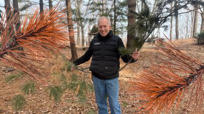 Bookworm Gardens white pine blister rust
