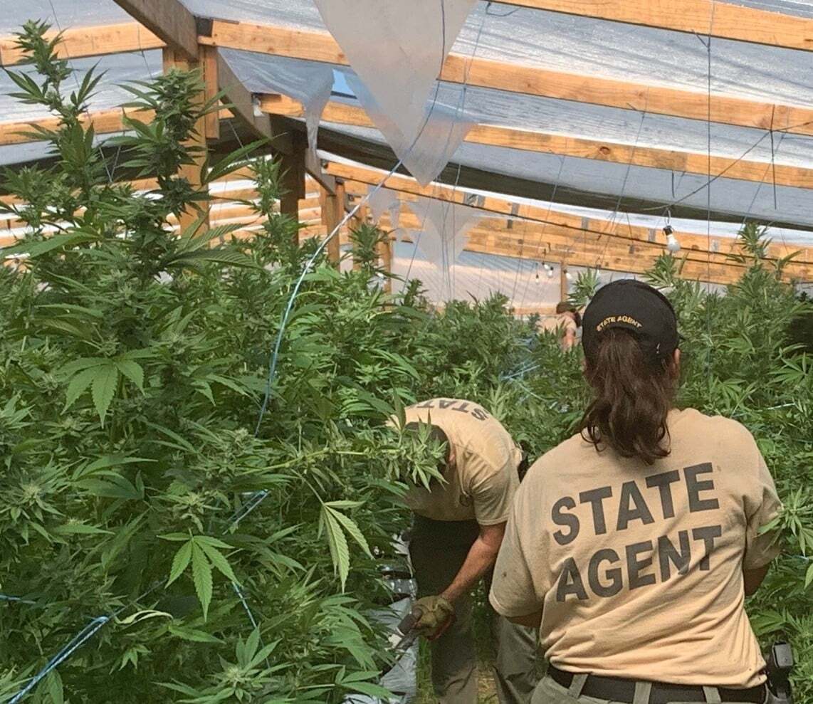 Illegal marijuana-growing farm in Muskogee County