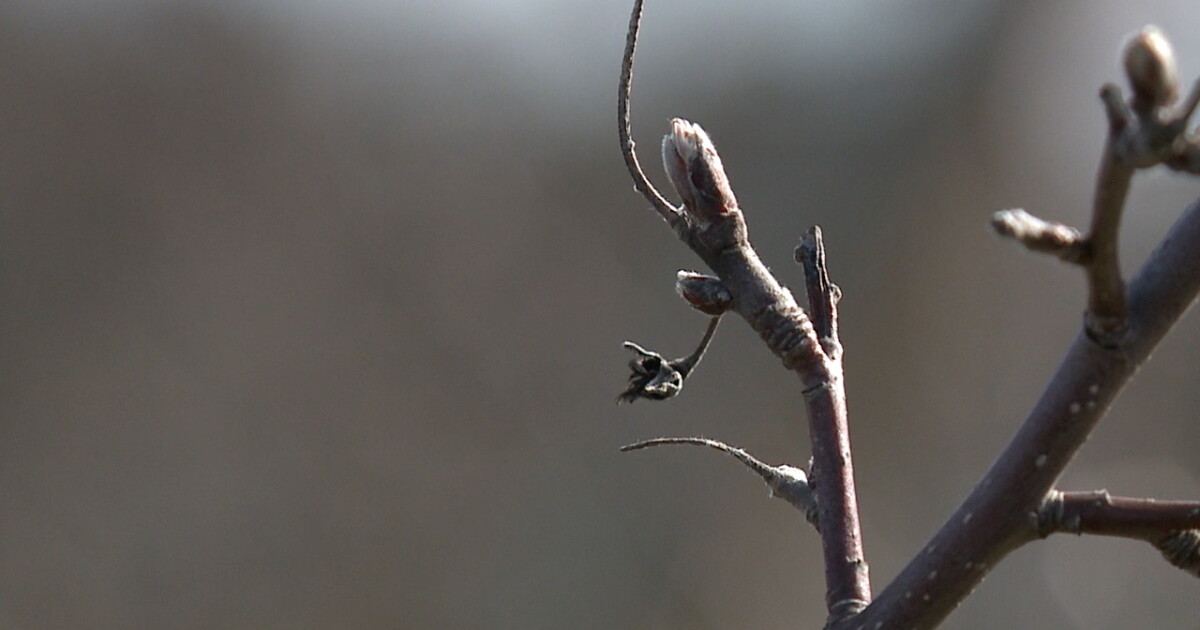 March warmth creating weather worries for apple farmers - Vimarsana News