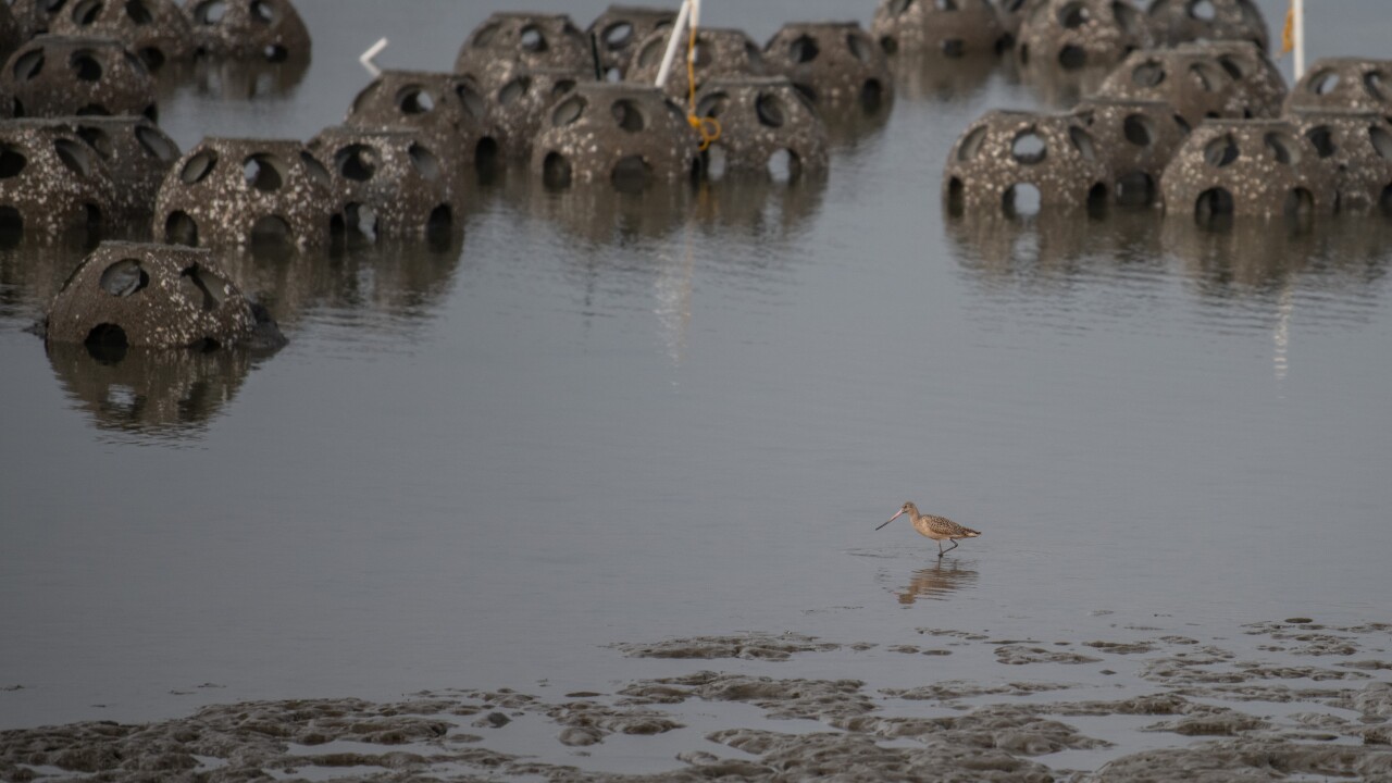 20211208_Chula-Vista-Bayfront_Reef-Balls-136.jpg
