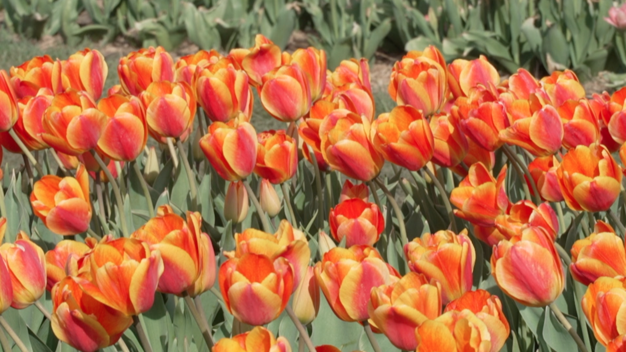 Nelson Produce + Farm Tulip Display