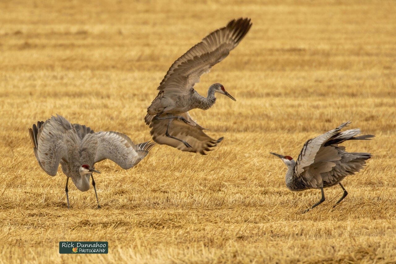 Rick Dunnahoo Photography_sandhill cranes (*****ONLY USE WITH OG STORY******)