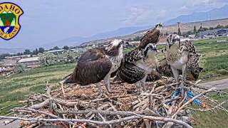 Osprey Chicks