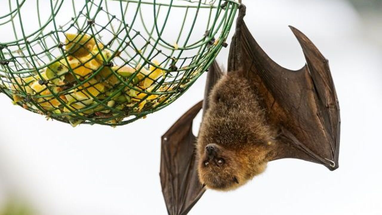 More bats testing positive for rabies in Michigan, MDHHS warns