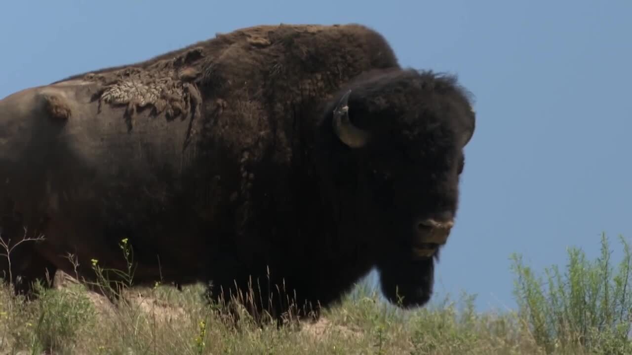 Bison Range Bison