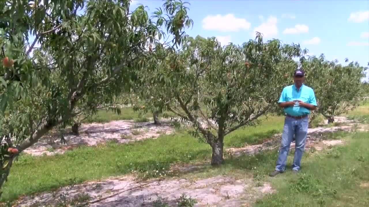 Adrian Morales proudly stands next to peach trees