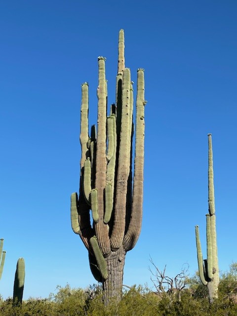 strong arm cactus tortolita