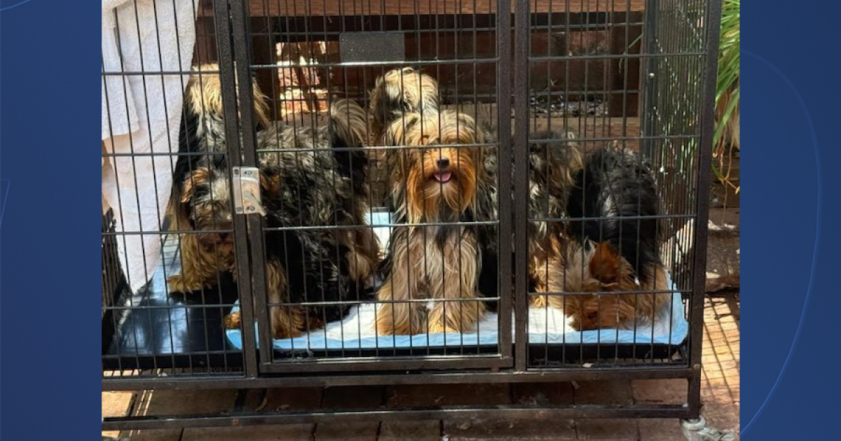 Dozens of Yorkies, huskies rescued add to San Diego Humane Society shelter crowding