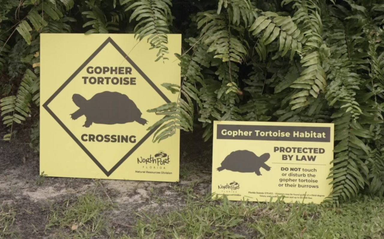 North Port Effort to Protect Gopher Tortoises