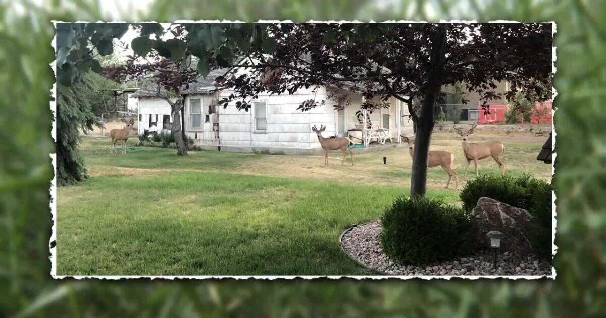 Grantsville family raises concerns after hunters ask to hunt deer on their property