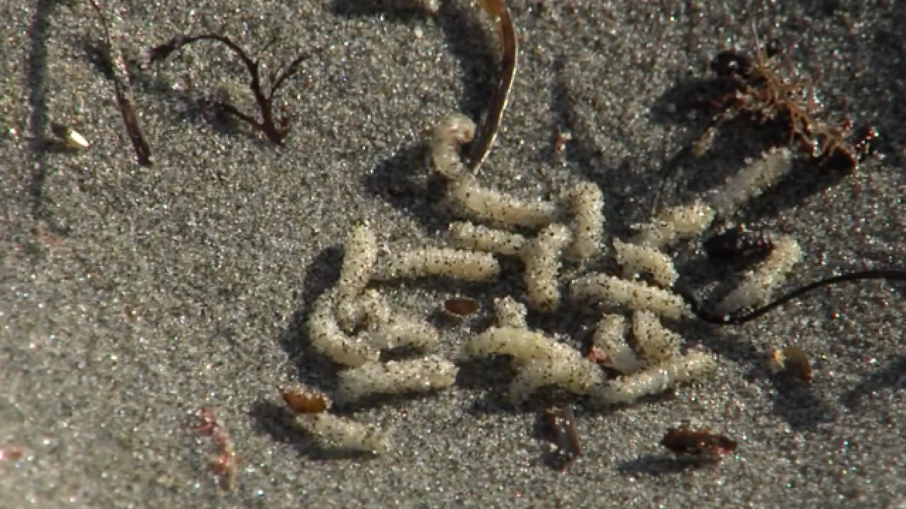 Expert Heat wave behind more flies, maggots on coast