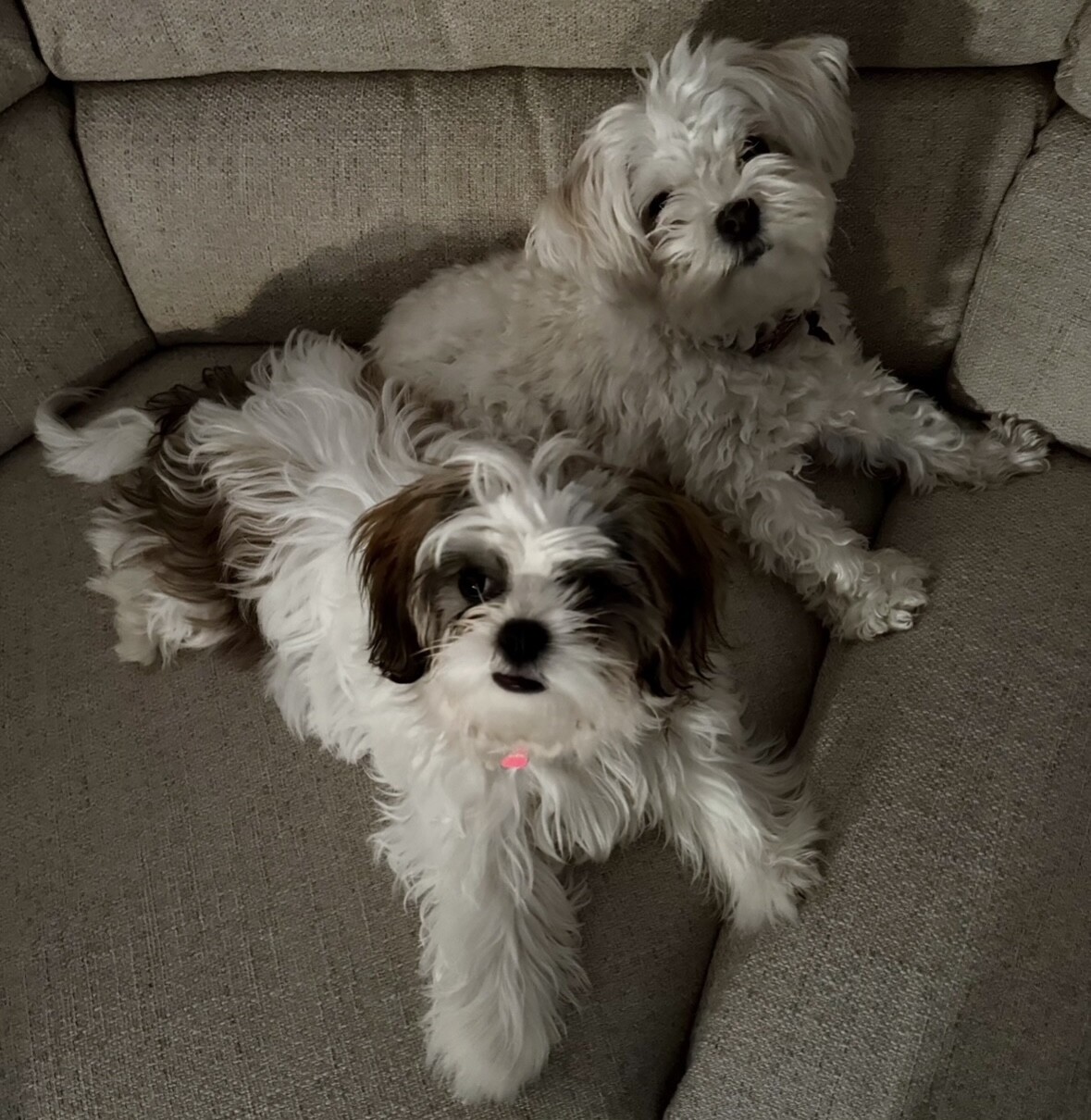 Dog walking forecast