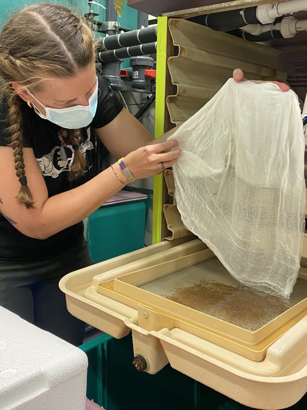Nicole Watson looking at Grayling inside of MSU lab