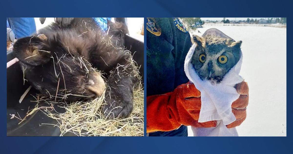 Busy days for CPW as they save two bears and an owl - Vimarsana News