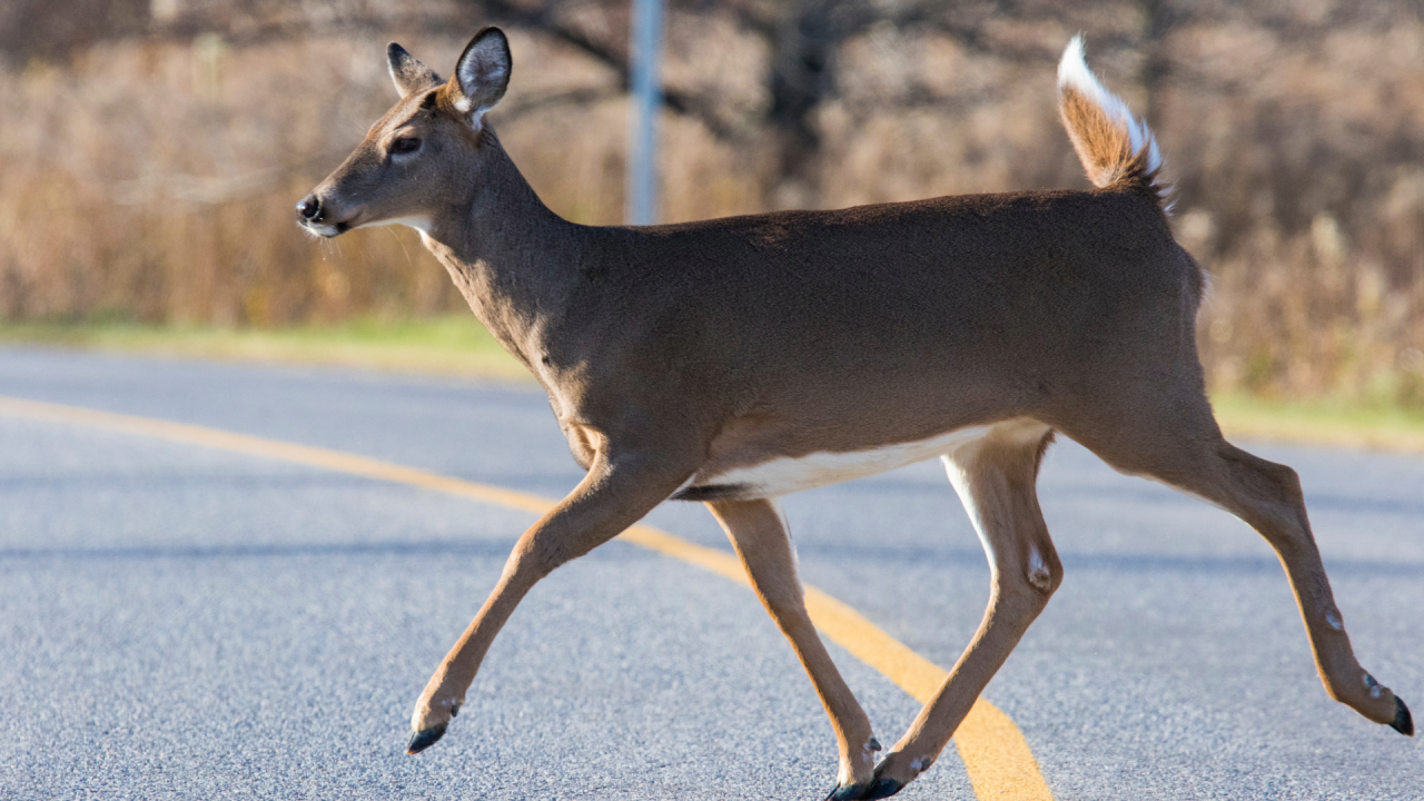 Deer crossing the road