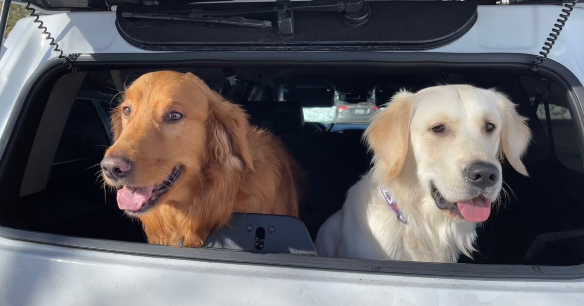 PHOTOS: ABC15 viewers share their pups on National Dog Day