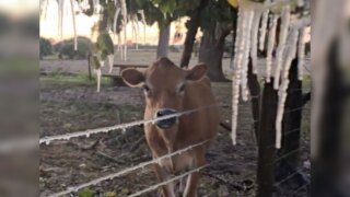 Cow with icicles in Indiantown 