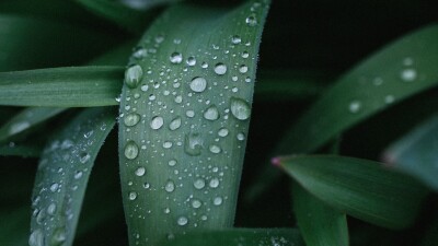 rain wet leaves