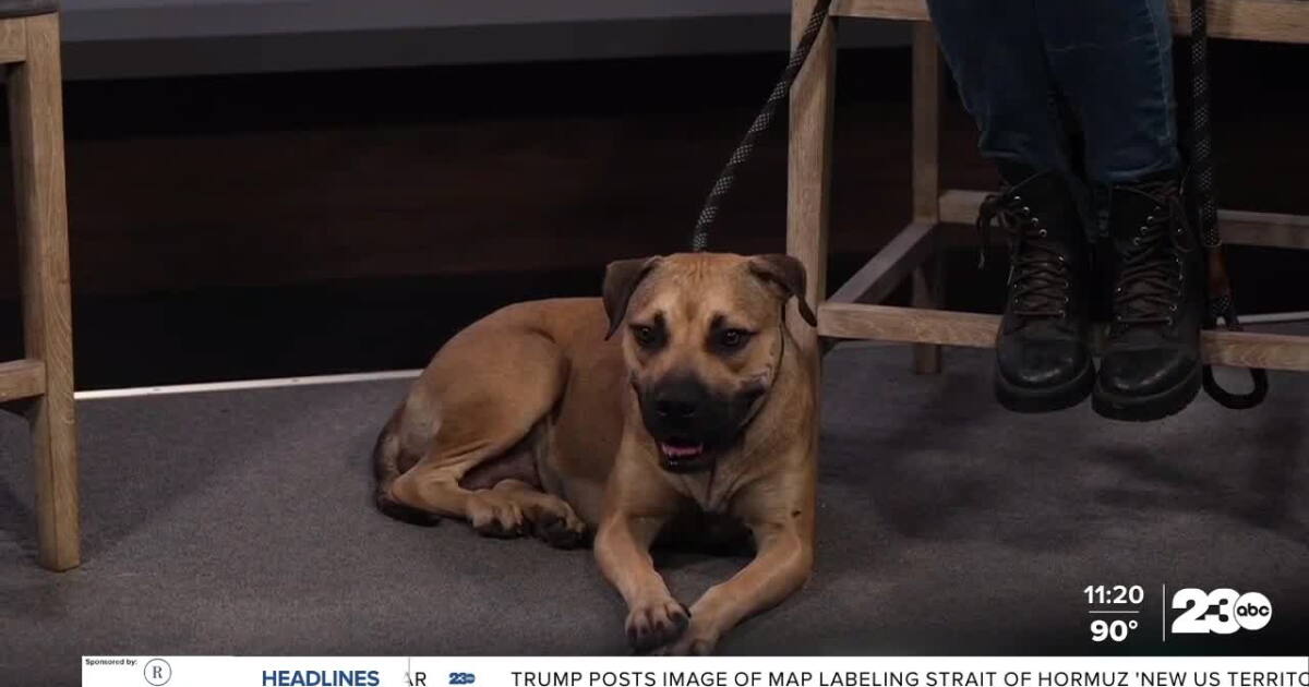 Wag Wednesday: Meet Camille from Bakersfield Animal Care Center!