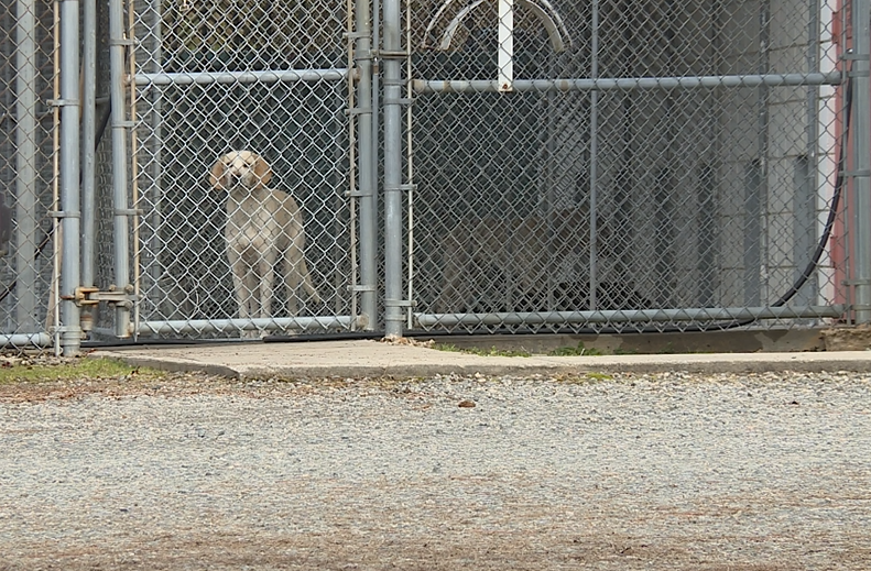 Brunswick Animal Shelter 04.png