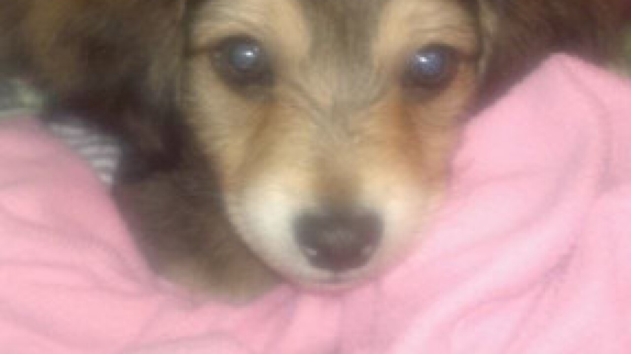National Puppy Day 2015