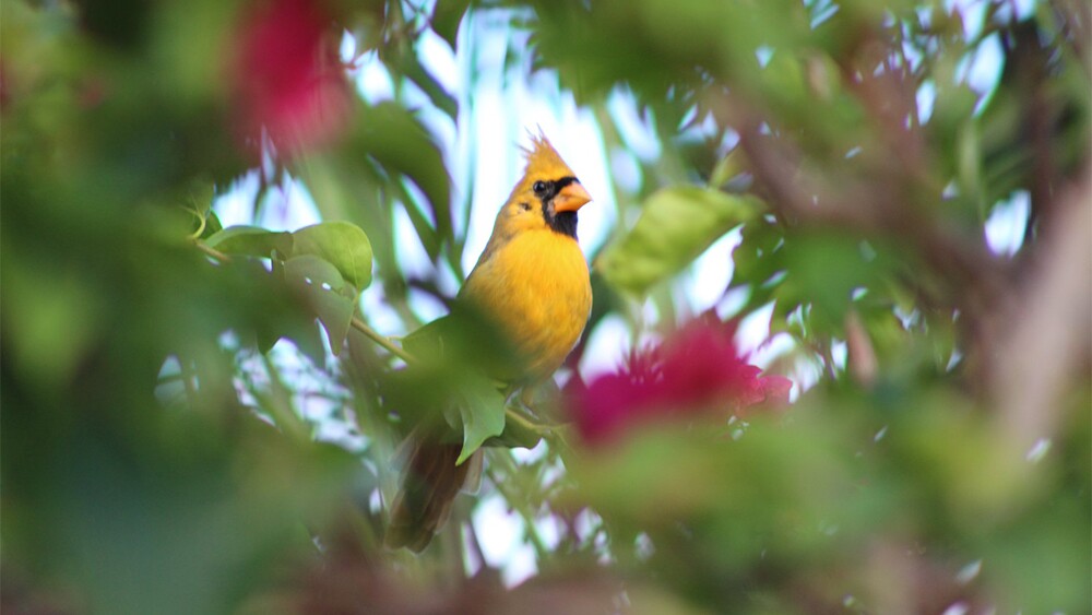 WPTV-PSL-YELLOW-CARDINAL-1.jpg