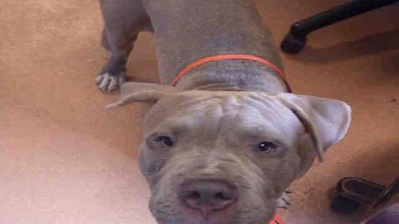 PHOTOS: 20 dogs up for adoption now at IACC