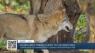 Fourth wolf translocated from Canada to Colorado dies in northwest area of the state