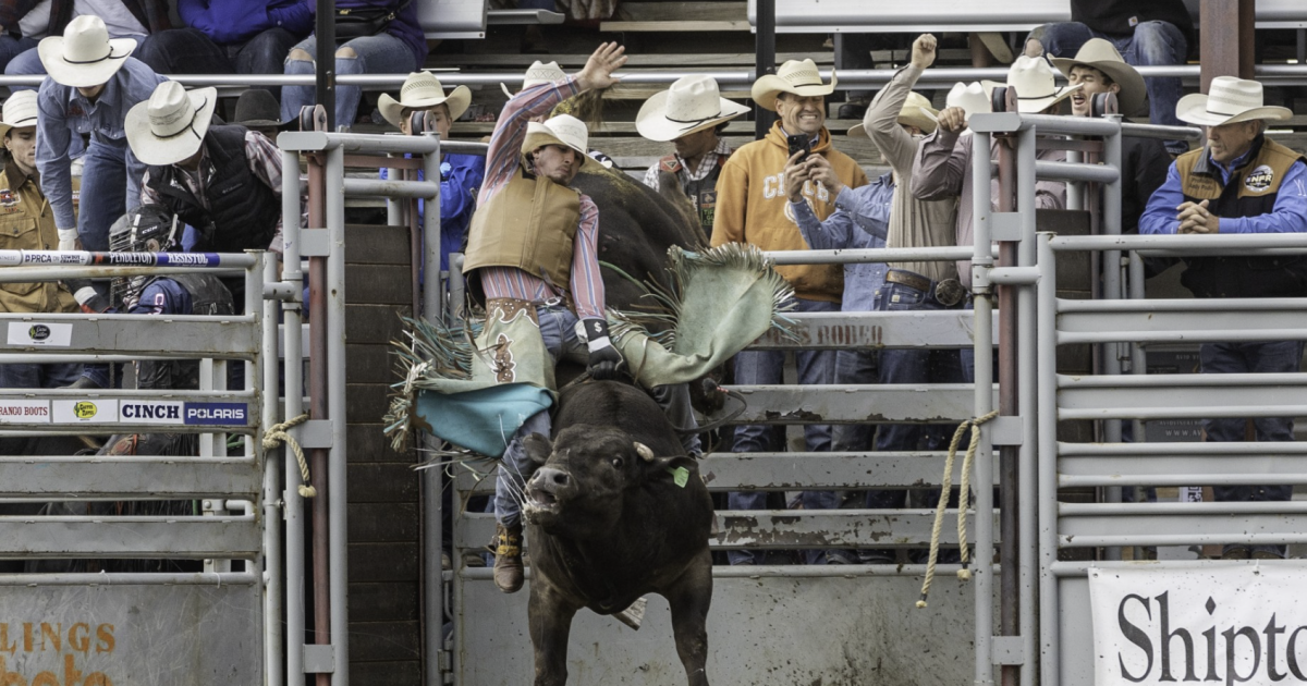 Jackson Ward's 89 wins Red Lodge Home of Champions Rodeo Xtreme Bulls event
