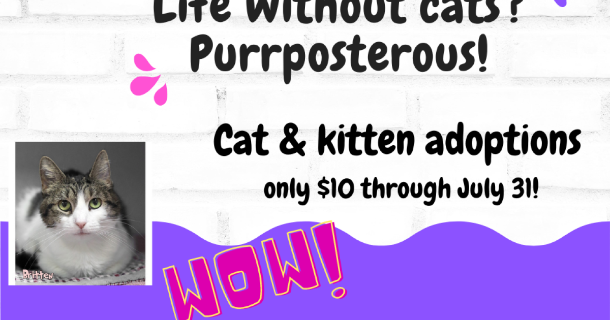 Cat/Kitten adoption special through July