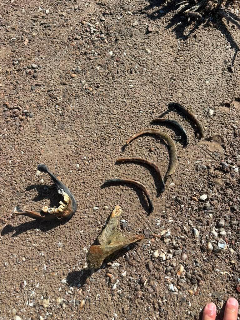 Potential human remains found at Lake Mead beach, officials investigating