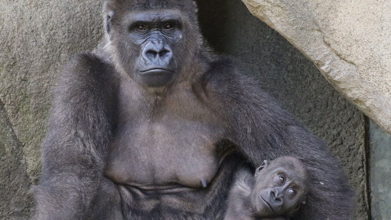 Cincinnati Zoo S 16 Year Old Gorilla Anju Dies Of Totally Unexpected Congenital Heart Condition