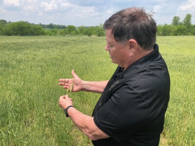 Wheat farmer